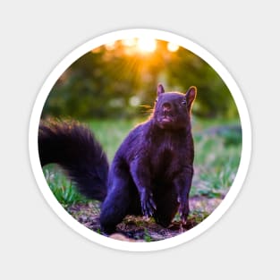 Eastern Grey Squirrel At Sunset Magnet